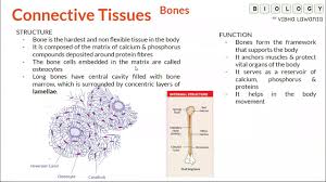 Compact bone diagram osteon compact bone ap pinterest anatomy human anatomy and. Class 9 Tissues Skeletal Connective Tissues Youtube