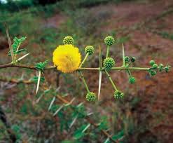 Image result for Secamone delagoensis