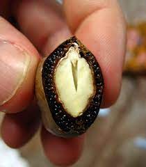 Maybe you would like to learn more about one of these? The Cashew Nuts Asian Itinerary