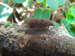 Image result for Stemonitis splendens