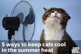 Cats can't survive for long without it. 5 Tips For Keeping Cats Cool Cats Herd You
