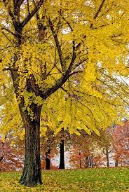 There is no simple answer for this, other than to say that there is a will to live. The Female Ginkgo Tree S Acrid Smell Of Success The New York Times