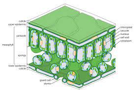 The diagram shows a growing plant. Palisade Cell Wikipedia