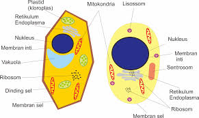 Di dalam sel hewan tidak terdapat dinding sel. Struktur Sel Hewan Dan Sel Tumbuhan Biologi Sel