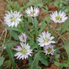 Image result for Lactuca indica