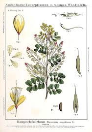 Image result for Acacia haematoxylon