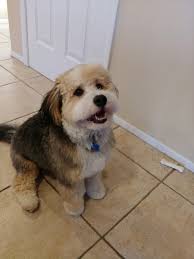 Maybe you would like to learn more about one of these? Black Tri Mini Bernedoodle Dayton New Jersey