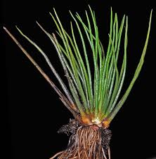 Image result for Isoetes