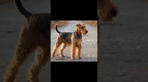 Image result for velšteriér