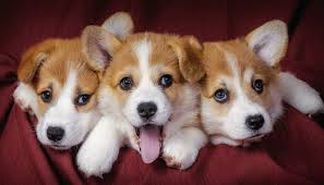 krasivye imena dlya sobak malchika i devochki kak krasivo nazvat