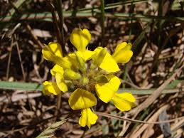 Image result for Eriocoelum