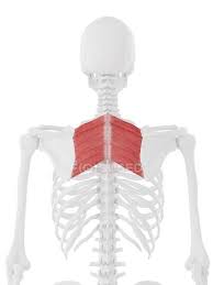 The muscles of the back﻿ are a group of strong, paired muscles that lie on the posterior aspect of the trunk they provide movements﻿ of the spine﻿, stability to the trunk, as well as the coordination between the movements of the limbs and the back muscles are divided into two large groups: Rhomboid Muscles In Human Back Bones Computer Illustration White Background Skeleton Stock Photo 308609826