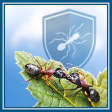 Pest wildlife removal provides a national list of local wildlife control professionals near you. Omaha Pest Control Service Wildlife And Animal Trapping And Removal 402 300 8168