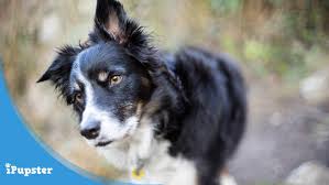 4 Of The Best Dog Food For Border Collies In 2019 For Every