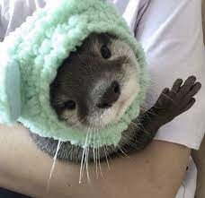 Audemus Otters In Hats Dash Cleanse You Re Welcome Cute Little Animals Cute Animals Otters Cute