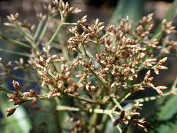 Image result for Hypolytrum heteromorphum