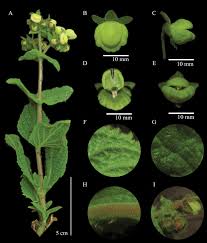 Image result for Calceolariaceae