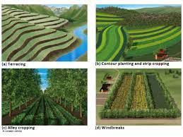 According to experts, 25% of the total population of the term plantation, aka manor does not have a clear definition to it. Apes Chapter 12 Flashcards Quizlet