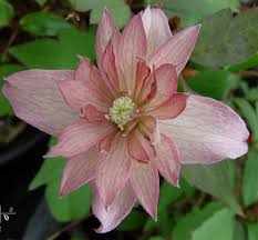 Maybe you would like to learn more about one of these? Clematis Montana Dusky Star Growell Plants