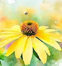 Image result for Launaea rogersii