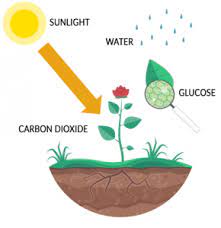 Green plants use carbohydrates to build the other organic molecules that make up their cells, such as cellulose, fats, proteins, and nucleic acids. What Is The Carbon Cycle Photosynthesis Decomposition Respiration And Combustion Earth How