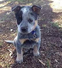 My New Blue Heeler Archie Blue Heeler Puppies Heeler Puppies Blue Heeler Dogs