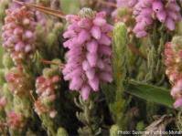 Image result for Equilabium laxiflorum