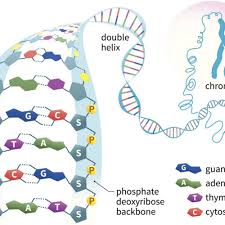 As they reproduce, they replicate the plasmid and pass it on to their offspring, making copies of the dna it contains. Nucleic Acids Function Examples And Monomers