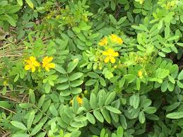 Image result for Cassia angolensis