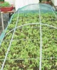 Kok bisa kalimat monyet pakai jas hujan malah yang direkomendasikan? Anim Agro Technology Tanam Pokok Yellow Rain Tree