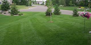 If your dog eats some grass that had fertilizer applied to it, it rarely leads to serious poisoning; How Often Do You Need To Fertilize Your Lawn Yard Guard Of Minnesota