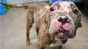 When small, a haemangioma looks like a small red bump or berry. Second Chance Dog With Skin Cancer Adopted From Nw Indiana Animal Shelter Nbc Chicago
