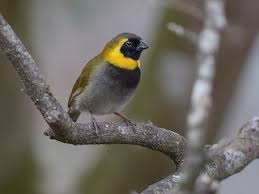 Image result for Craibia affinis