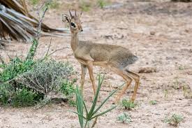 Image result for Vigna kirkii