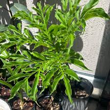 Image result for Amorphophallus abyssinicus