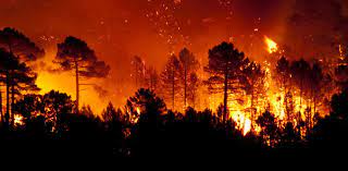 Mit flexionstabellen der verschiedenen fälle und zeiten ✓ aussprache . Como Prevenir Incendios Forestales Usando Medidas Mitigadoras Del Cambio Climatico