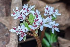 These plants can deal with this fluctuation of weather. Ncc The Wildflower Blog Harbingers Of Spring For Ontario