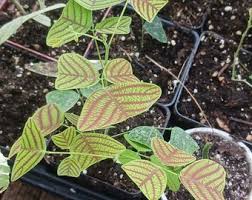 Image result for Fuirena obcordata