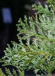 Image result for Calocedrus decurrens