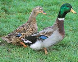 Chez data labcenter, nous diagnostiquons des pannes mécaniques affectant aussi. Canard De Rouen La Ferme De Beaumont Canards De Surface