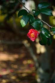 Camellia Amazing Flowers Beautiful Flowers Camellia