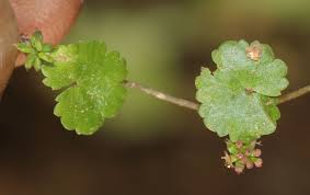 Image result for Hydrocotyle