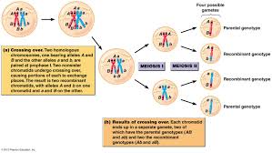 Crossing Over Of The Chromosomes During Meiosis I Leads To Genetic Recombination Biotechnology Anatomy And Physiology Biochemistry Physiology