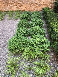 Check spelling or type a new query. Cornus Sericea Stolonifera Kelseyi Redosier Dogwood From Pleasant Run Nursery