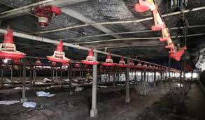 Ini bermakna jika anda membela 2000 ekor ayam, keluasan lantai reban yang diperlukan adalah 2000 ekor kaki persegi. Kilang Ayam Daging Punca Serangan Lalat