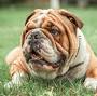 Wrinkly dog breeds from be.chewy.com
