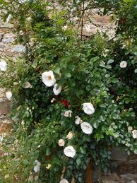 Dunwich rose