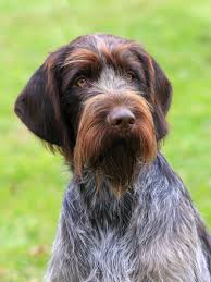 Find german wirehaired pointers dogs & puppies for sale in north west england at the uk's largest independent free classifieds site. Pointing Griffon Breeders Online Shopping