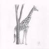 The upper circle will form the giraffe's head, while the lower circle will form the portion of the body at the. 1
