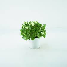 Image result for Chlorophytum affine